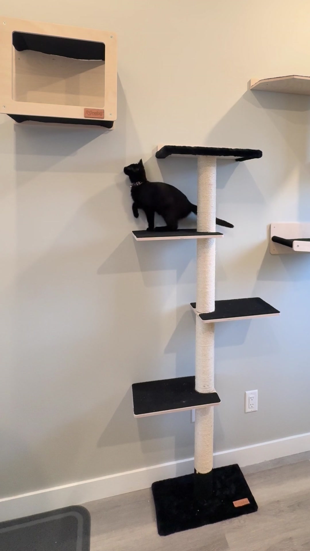 A cat exploring a wall-mounted climbing tree and platforms