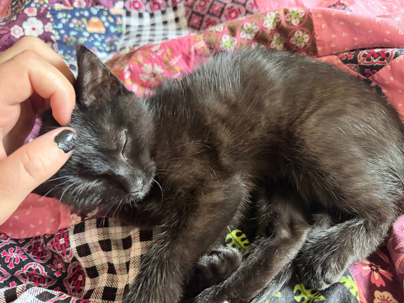 A black cat curled up on a lap, being gently stroked
